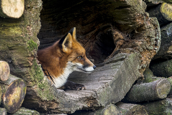 Red Fox in Hollow Tree Picture Board by Arterra 