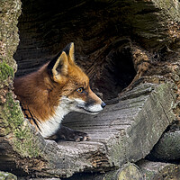 Buy canvas prints of Red Fox in Hollow Tree by Arterra 