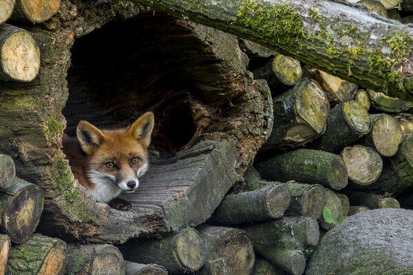 Red Fox Hiding in Woodpile Picture Board by Arterra 