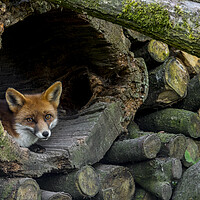 Buy canvas prints of Red Fox Hiding in Woodpile by Arterra 