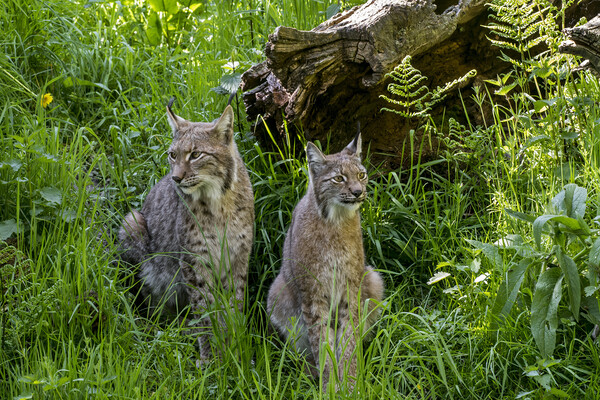 Lynx Couple in Meadow Picture Board by Arterra 