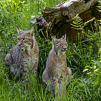 Buy canvas prints of Lynx Couple in Meadow by Arterra 