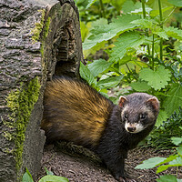 Buy canvas prints of Polecat Emerging from Nest in Tree Trunk by Arterra 