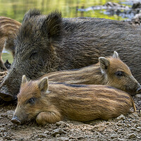 Buy canvas prints of Wild Boar Sow with Piglets by Arterra 