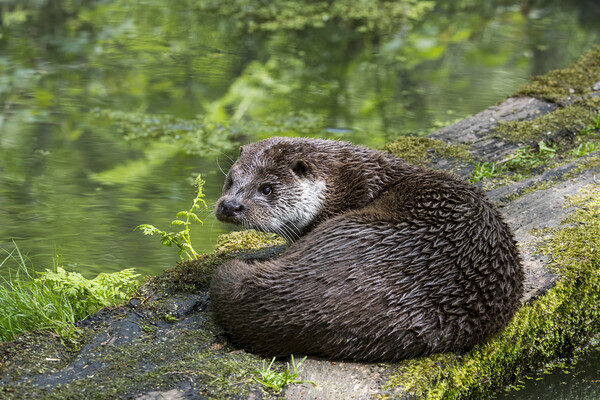 European River Otter Picture Board by Arterra 