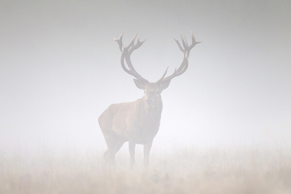 Red Deer Stag in the Mist Picture Board by Arterra 