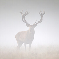 Buy canvas prints of Red Deer Stag in the Mist by Arterra 
