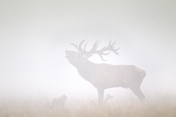 Red Deer Stag Roaring in Thick Fog Picture Board by Arterra 