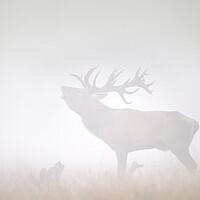 Buy canvas prints of Red Deer Stag Roaring in Thick Fog by Arterra 