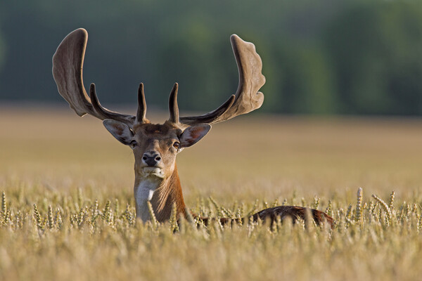 Fallow Deer Buck in Cornfield Picture Board by Arterra 