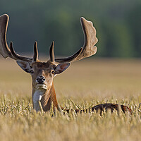 Buy canvas prints of Fallow Deer Buck in Cornfield by Arterra 