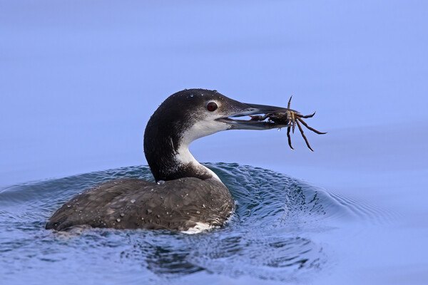 Common Loon with Crab Picture Board by Arterra 