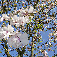 Buy canvas prints of Magnolia Flowers in Spring by Arterra 