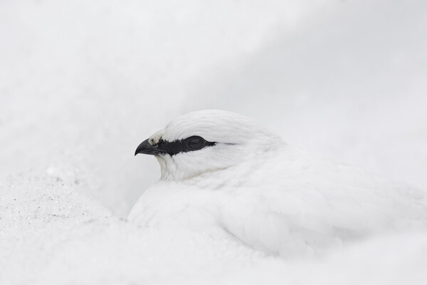 Rock Ptarmigan in the Snow Picture Board by Arterra 