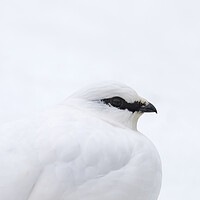 Buy canvas prints of Rock Ptarmigan in Winter by Arterra 