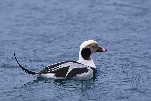 Long-Tailed Duck at Sea Picture Board by Arterra 