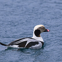 Buy canvas prints of Long-Tailed Duck at Sea by Arterra 