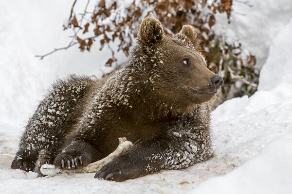 Brown Bear Cub with Bone in Winter Picture Board by Arterra 