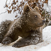 Buy canvas prints of Brown Bear Cub with Bone in Winter by Arterra 