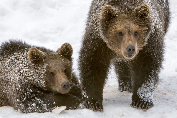 Two Brown Bear Cubs in the Snow Picture Board by Arterra 