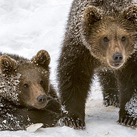 Buy canvas prints of Two Brown Bear Cubs in the Snow by Arterra 