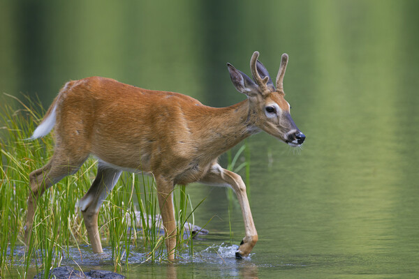 White-Tailed Deer Crossing Lake Picture Board by Arterra 