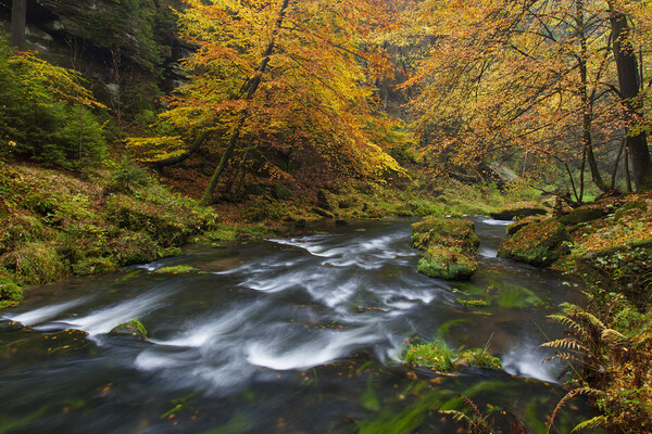 Stream in Autumn Forest Picture Board by Arterra 