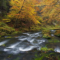 Buy canvas prints of Stream in Autumn Forest by Arterra 