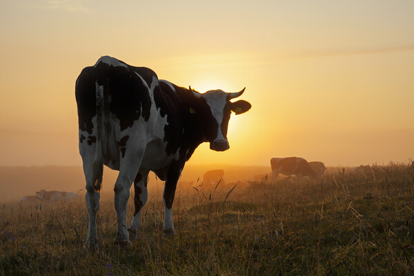 Friesian Cow in Field at Sunrise Picture Board by Arterra 