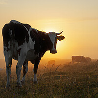 Buy canvas prints of Friesian Cow in Field at Sunrise by Arterra 