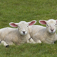 Buy canvas prints of Two White Lambs by Arterra 