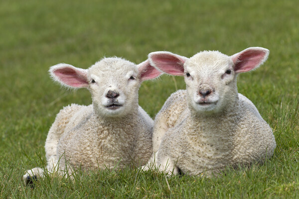 Two White Lambs in Meadow Picture Board by Arterra 
