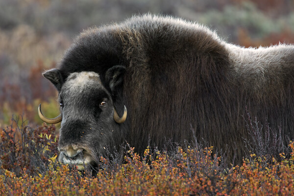 Muskox on the Tundra in Autumn Picture Board by Arterra 