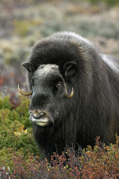 Muskox on the Tundra, Norway Picture Board by Arterra 