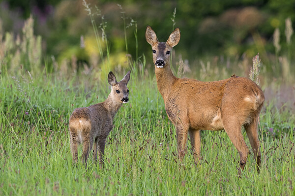 Roe Deer with Fawn Picture Board by Arterra 