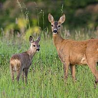 Buy canvas prints of Roe Deer with Fawn by Arterra 