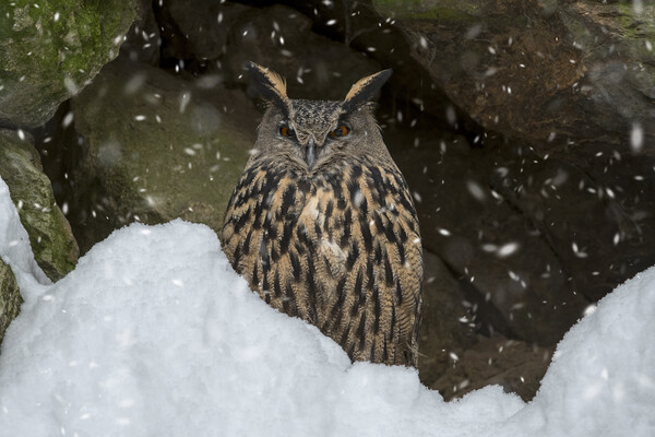 Eurasian Eagle Owl in Winter Picture Board by Arterra 