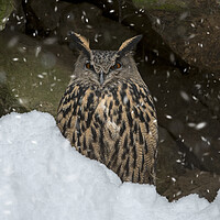 Buy canvas prints of Eurasian Eagle Owl in Winter by Arterra 