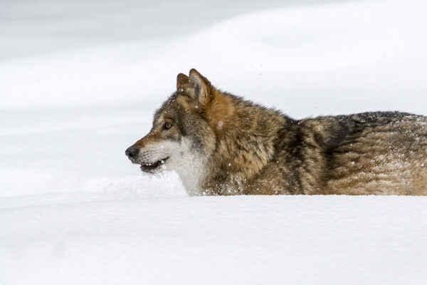 Grey Wolf Hunting in the Snow Picture Board by Arterra 