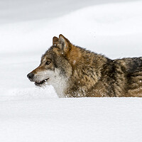 Buy canvas prints of Grey Wolf Hunting in the Snow by Arterra 