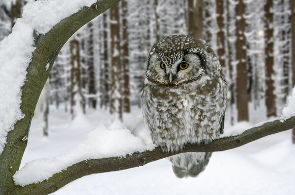 Tengmalm's Owl in the Snow in Winter Picture Board by Arterra 