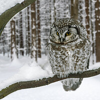 Buy canvas prints of Tengmalm's Owl in the Snow in Winter by Arterra 