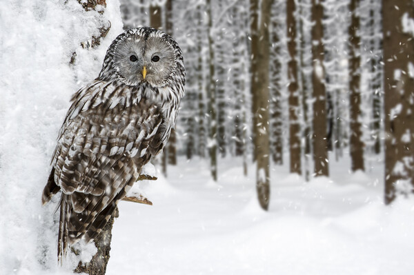 Ural Owl in the Snow in Winter Picture Board by Arterra 