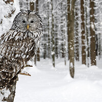 Buy canvas prints of Ural Owl in the Snow in Winter by Arterra 