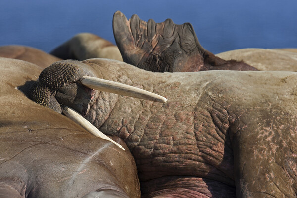Sleeping Walrus Picture Board by Arterra 