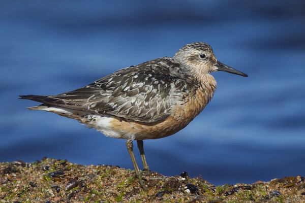 Red Knot, Calidris canutus Picture Board by Arterra 