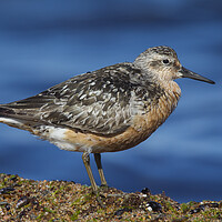 Buy canvas prints of Red Knot, Calidris canutus by Arterra 