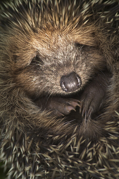 Cute Hedgehog Picture Board by Arterra 