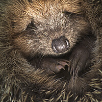 Buy canvas prints of Cute Hedgehog by Arterra 