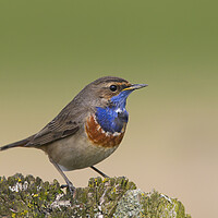 Buy canvas prints of White-Spotted Bluethroat by Arterra 